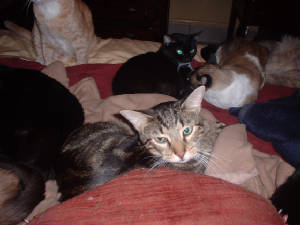cats/Picture052.jpg