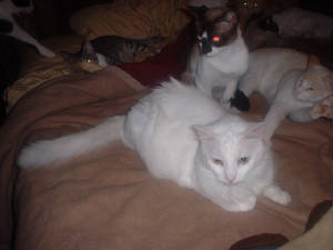 cats/Picture035.jpg